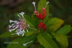 Rauvolfia serpentina